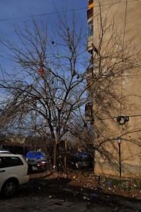 2014-12-19 fructe ciudate