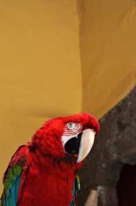 what kind of life is