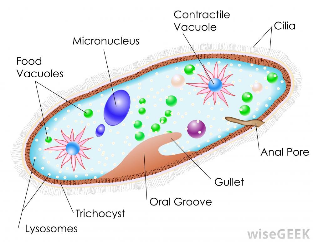 paramecium-diagram