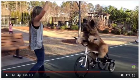 dog-riding-a-bike