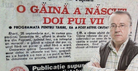 gaina cu pui vii