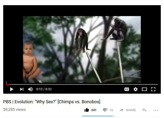 sex bonobos chimps